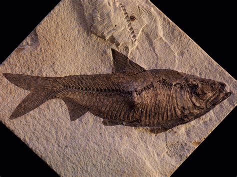 fish fossils wyoming|how to identify fossilized fish.